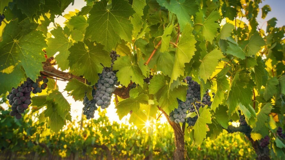 Cognac Présentation3